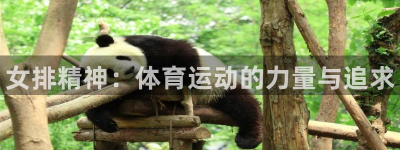 意昂3登录：女排精神：体育运动的力量与追求